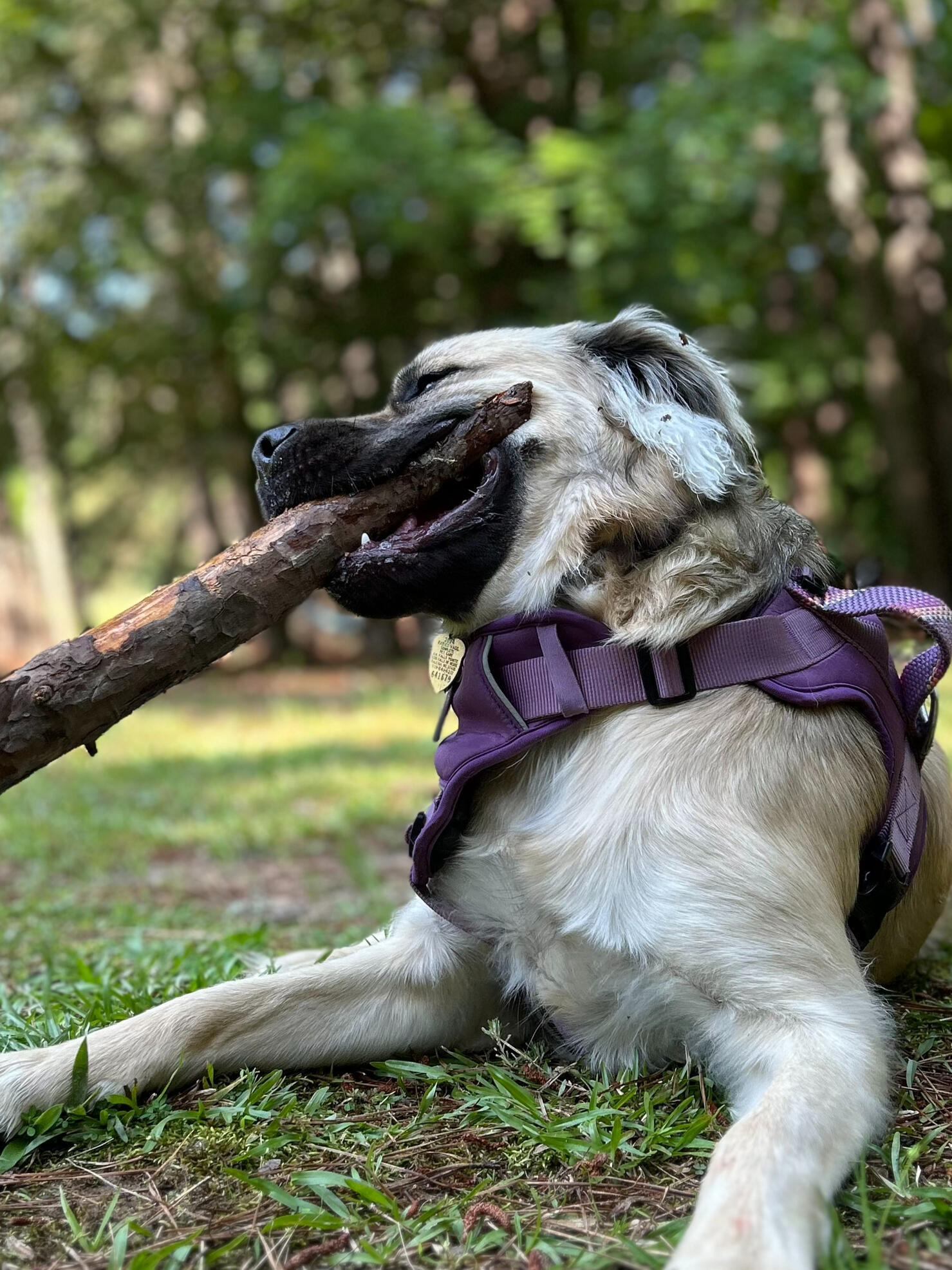 Chloe Dog boarding Beorn’s Bark Bus for an off-leash park adventure