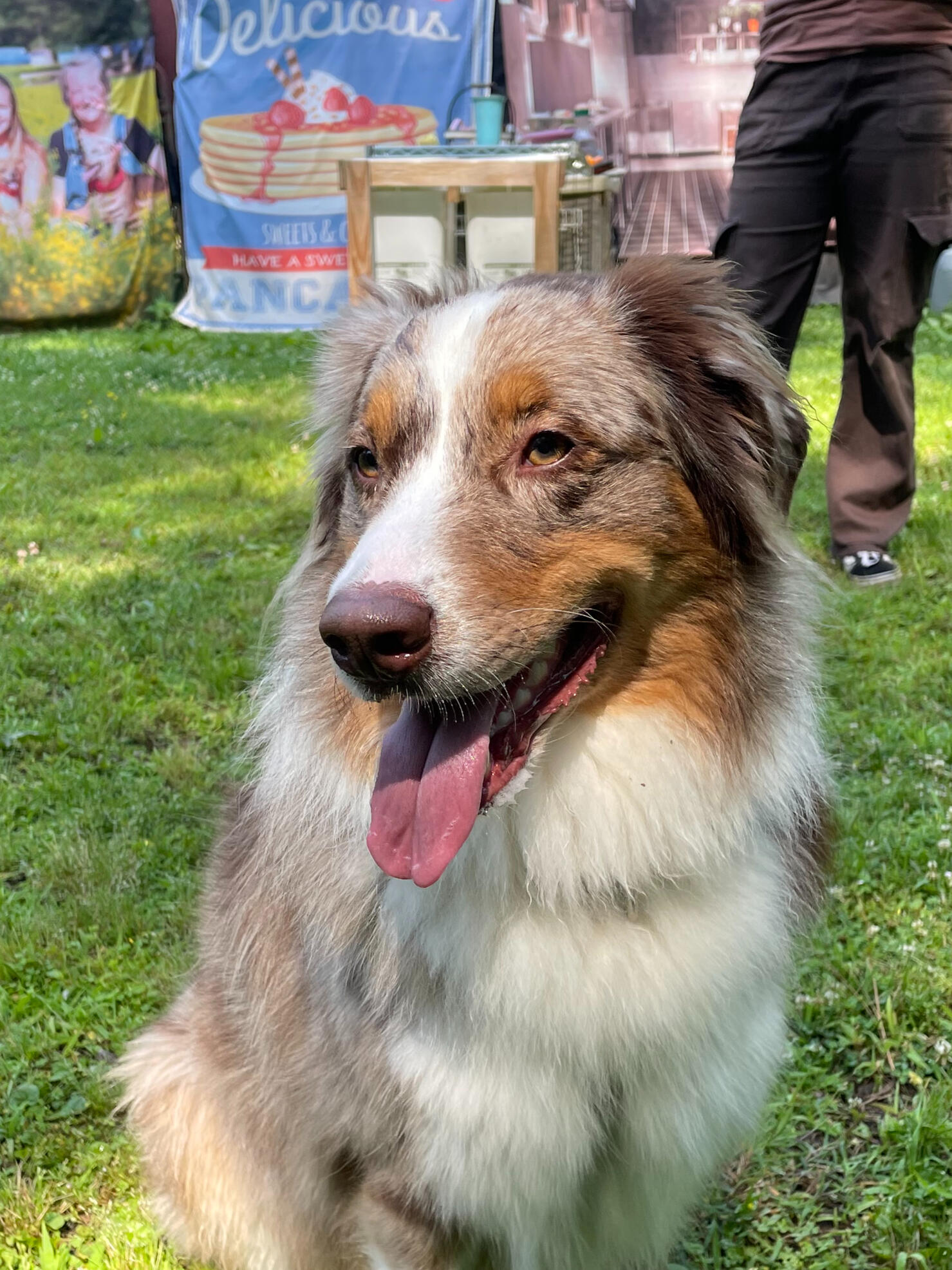 Fletcher Dogs playing off-leash after arriving in the adventure shuttle