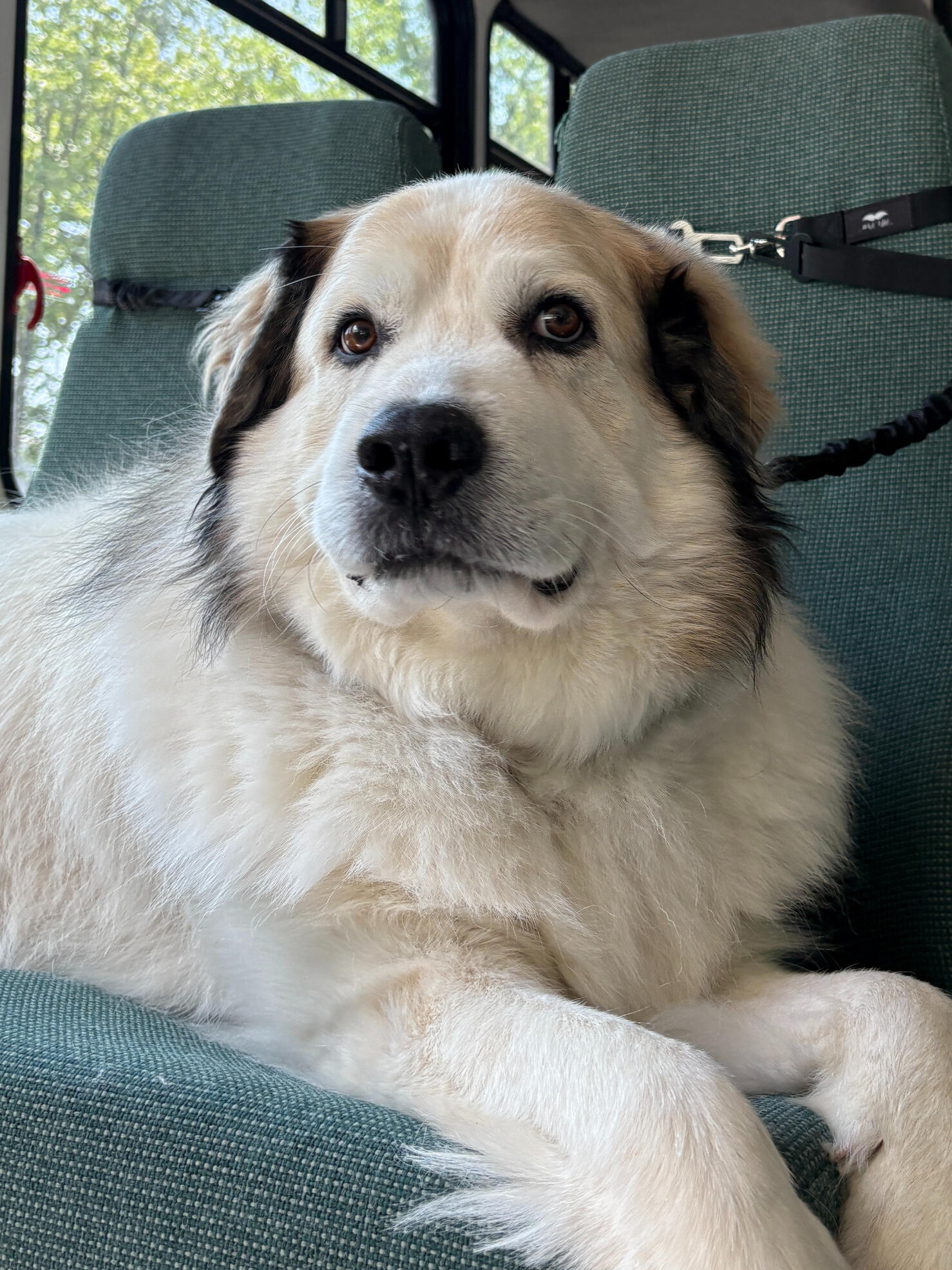 Beorn inside Beorn’s Bark Bus with secure dog harnesses and seating